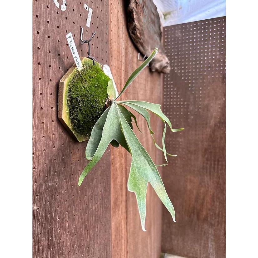 タマ★ビカクシダセット★ ビカクシダ P.'Meteor shower'(Pewchan x Mt.Lewis)1 現品販売