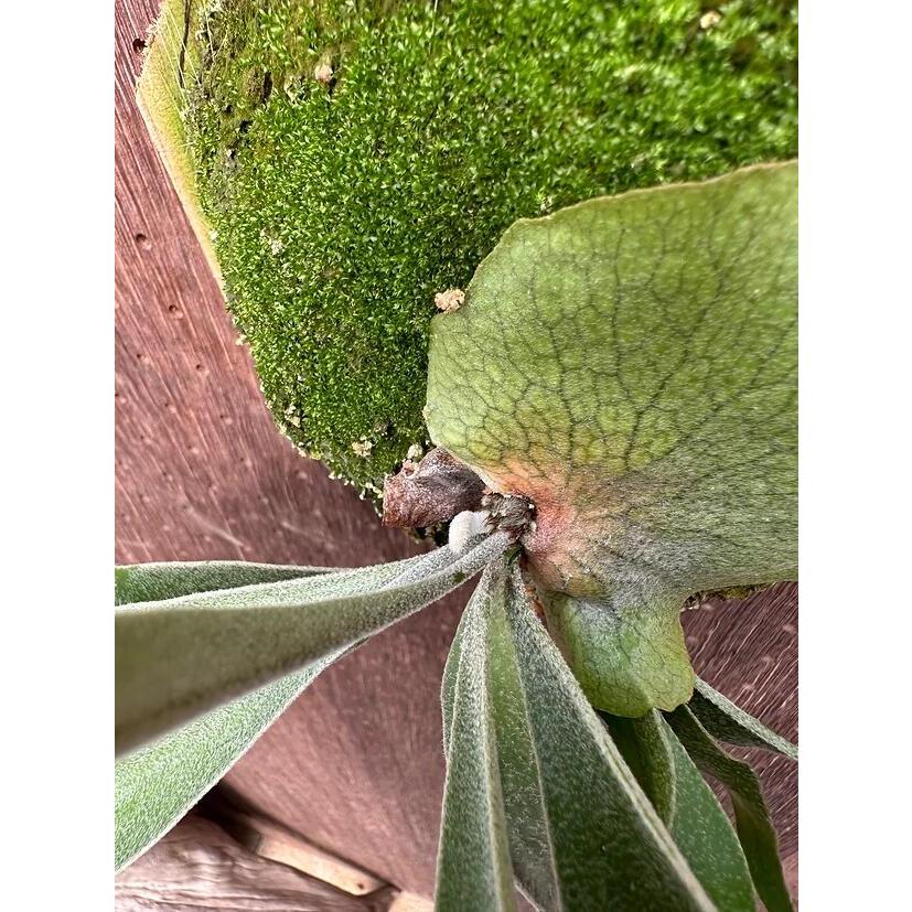 タマ★ビカクシダセット★ 2025年最新】ビカクシダ 胞子 セットの人気アイテム - メルカリ