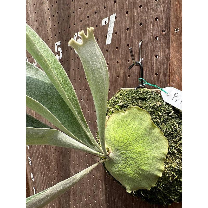 P.CHIMERAレモイネイとのセットです P.CHIMERAレモイネイとのセットです ビカクシダ P.'Nemo'(P