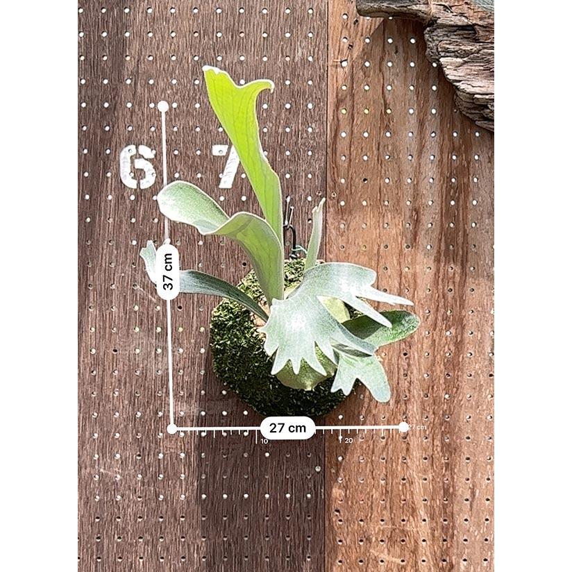 ビカクシダ P.HAS P.HAS〟 うねりのある胞子葉が美しい〝ハス〟 ヒリー系がお好き