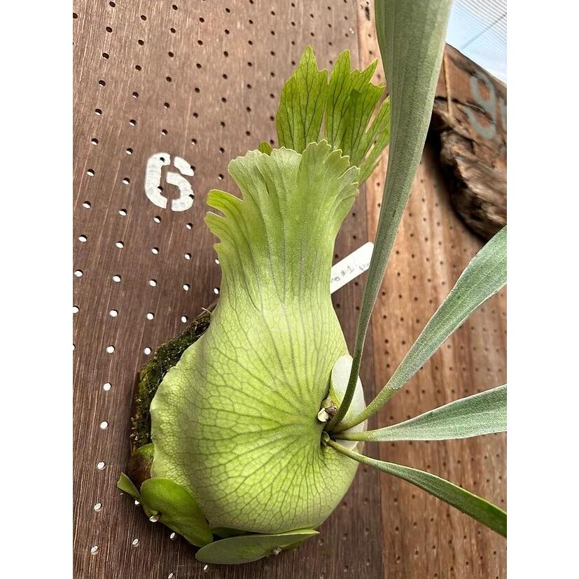 植物 ライブDio zx用キタコチャンバー Webike | SPI スペシャルパーツ