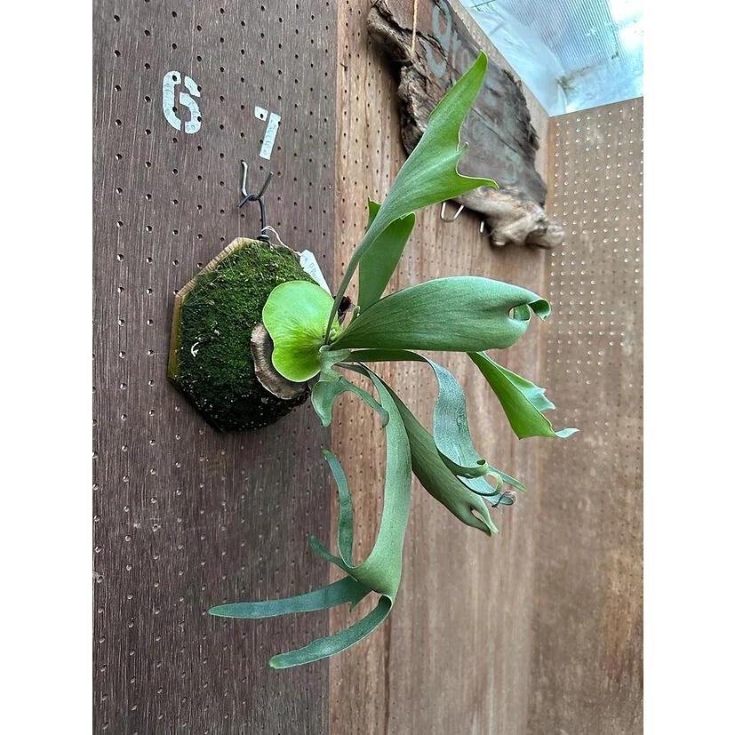 吊り下げ式 ビカクシダペルシュロン 楽天市場】鹿角シダ（コウモリラン）アルシコルネ 観葉植物 吊り