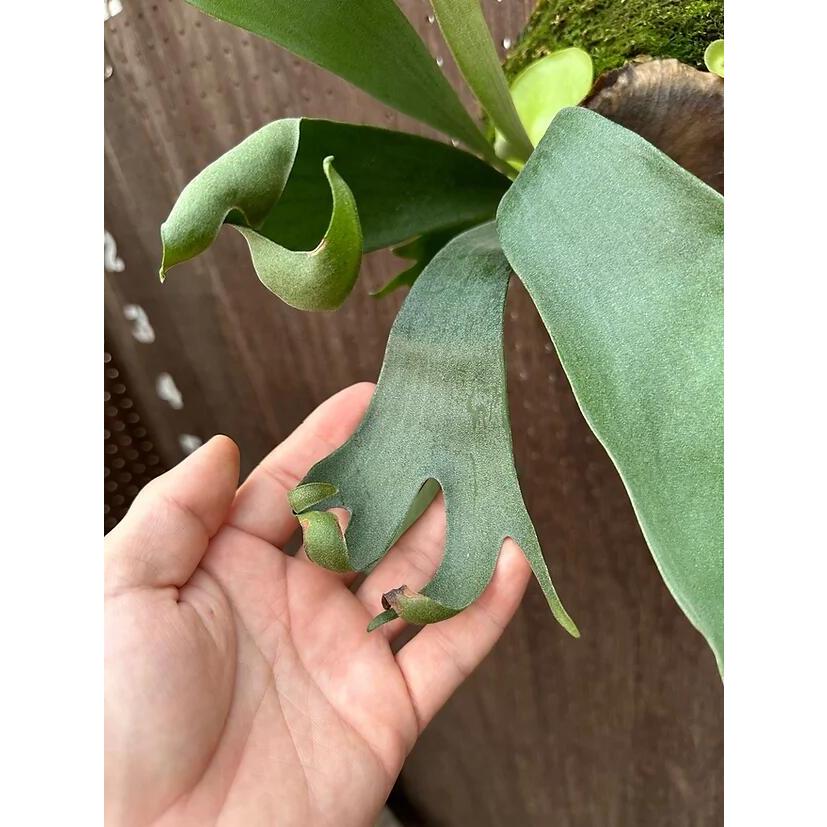 ビカクシダ P.'Phoenix'2 現品販売 産地直送 groote plantage コウモリ