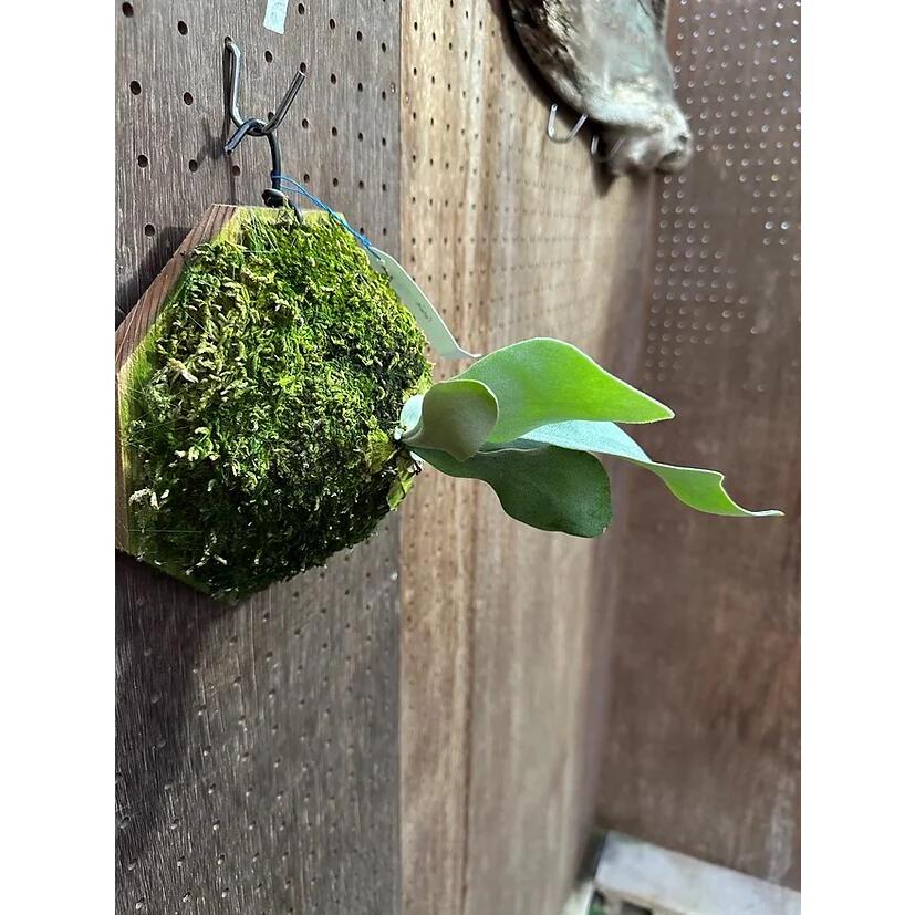 ビカクシダ P.'Platinum'(Pewchan'Snow Queen F303')3 現品販売 産地