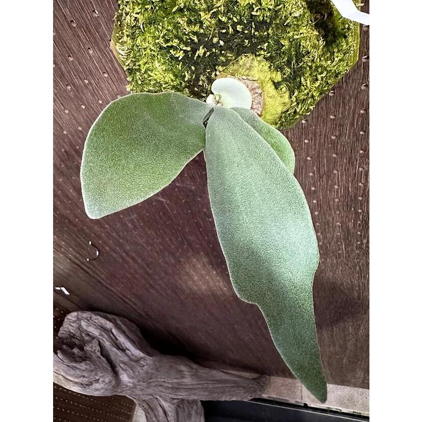 ビカクシダ　F303 platinum プラチナ　胞子 ビカクシダ F303 platinum プラチナ 胞子 - メルカリ