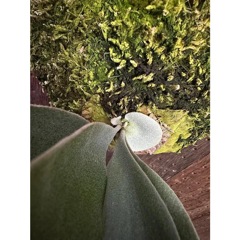 ビカクシダ P.'Platinum'(Pewchan'Snow Queen F303')3 現品販売 産地