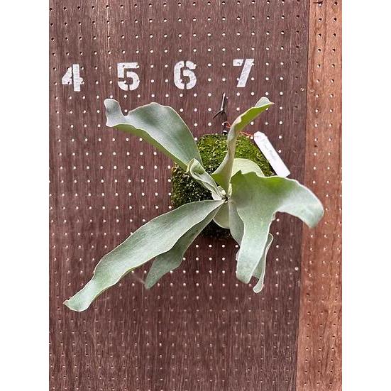 ビカクシダ P.'Snow monster' 現品販売 産地直送 groote plantage