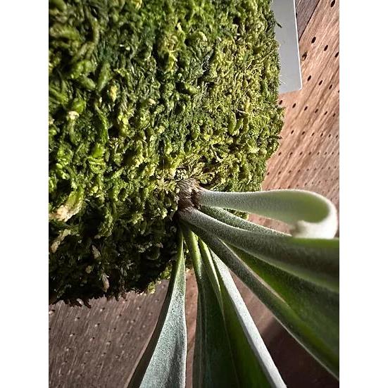 【平凡之鹿】ビカクシダ YMDS Totoro HHRナーセリータグ付け 先だしとく/Show It First》300×300 名古屋個展まであと少し