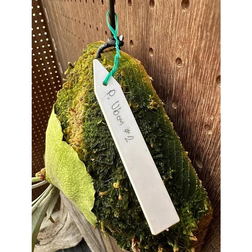 ビカクシダ P.'Ubon#2'(P.'Mt.Lewis'×P.bifurcatum) 現品販売 産地直送