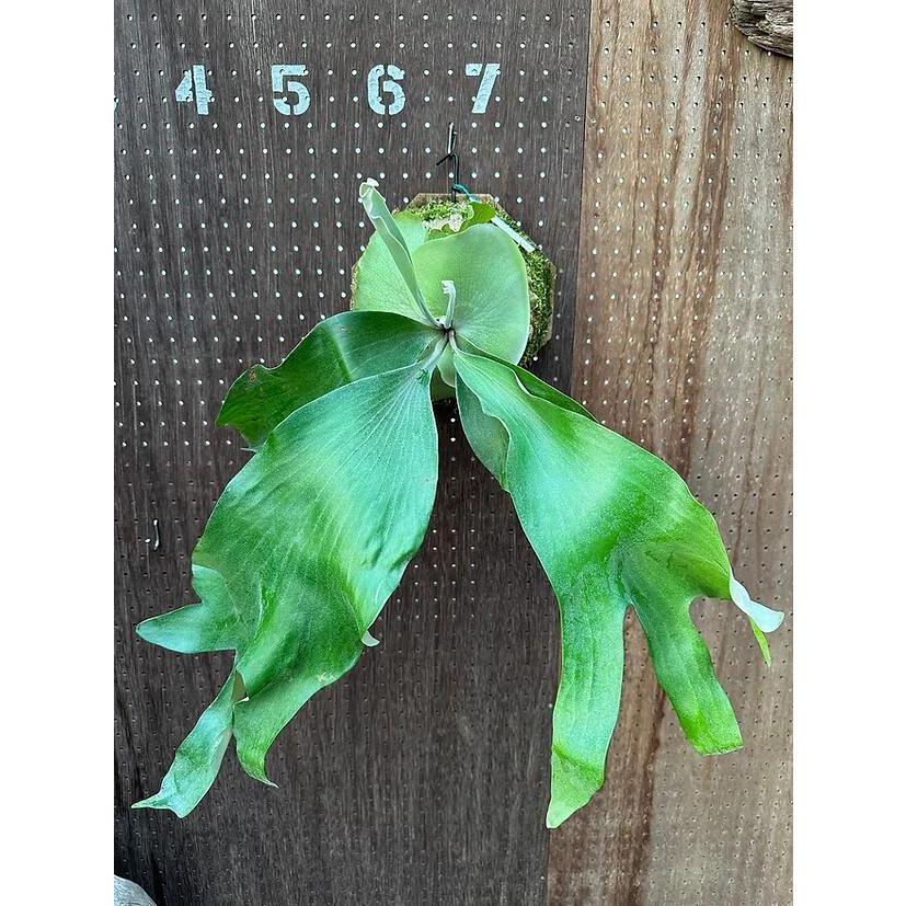 ビカクシダ Diversifolium x Willinckii hybrid 'Moo' Diversifolium x Willinckii hybrid 'Moo' P. Diversifolium