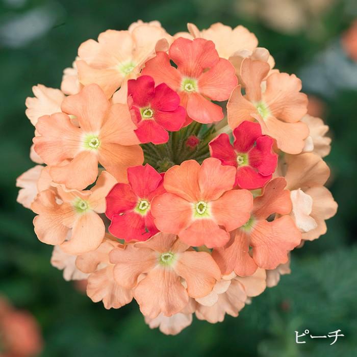 送料無料 枝垂れ咲き 宿根 バーベナ ラナイシリーズ 全5色 3 5寸 6苗セット Hirota Ranai6 ゲキハナ初心者さんのお花屋さん 通販 Yahoo ショッピング