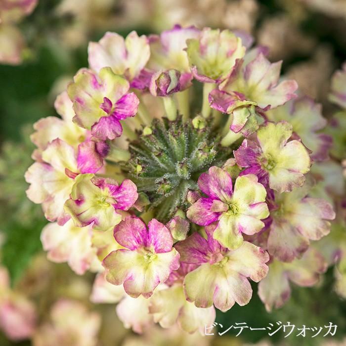 送料無料 枝垂れ咲き 宿根 バーベナ ラナイシリーズ 全5色 3 5寸 6苗セット Hirota Ranai6 ゲキハナ初心者さんのお花屋さん 通販 Yahoo ショッピング