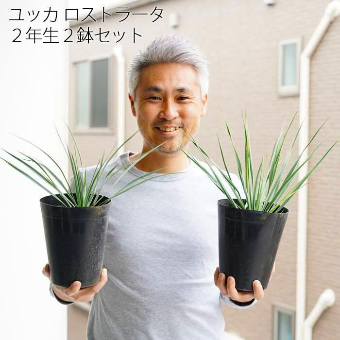 送料無料 ユッカ ロストラータ 植え込み用 5号 2鉢セット 2年生 送料無料 ユッカ ロストラータ 植え込み用 5号 2鉢セット 2年生