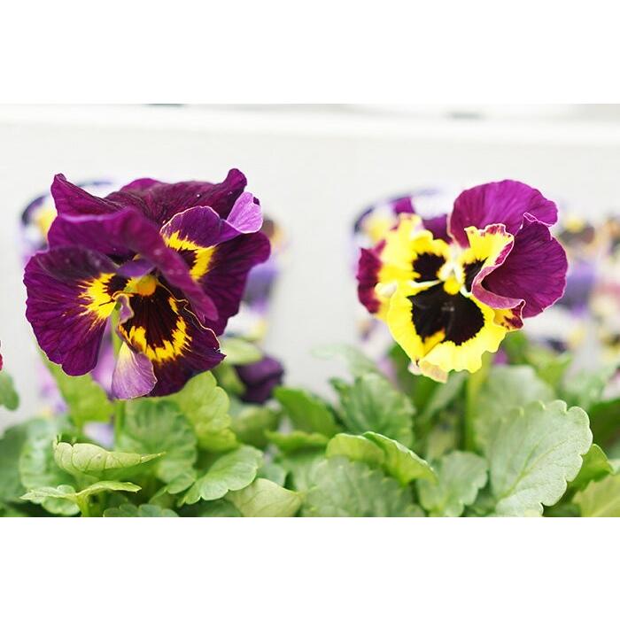 送料無料 パンジー ムーランフリル ベーシックミックス 3 5寸ポット 12苗セット 花苗 花壇 ガーデニング Ishii Moulin B12 ゲキハナ初心者さんのお花屋さん 通販 Yahoo ショッピング