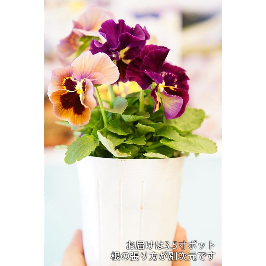 送料無料 パンジー ムーランフリル パステルルージュ 3 5寸 12苗セット 農家直送 花壇 花苗 セット Ishii Moulin04 ゲキハナ初心者さんのお花屋さん 通販 Yahoo ショッピング