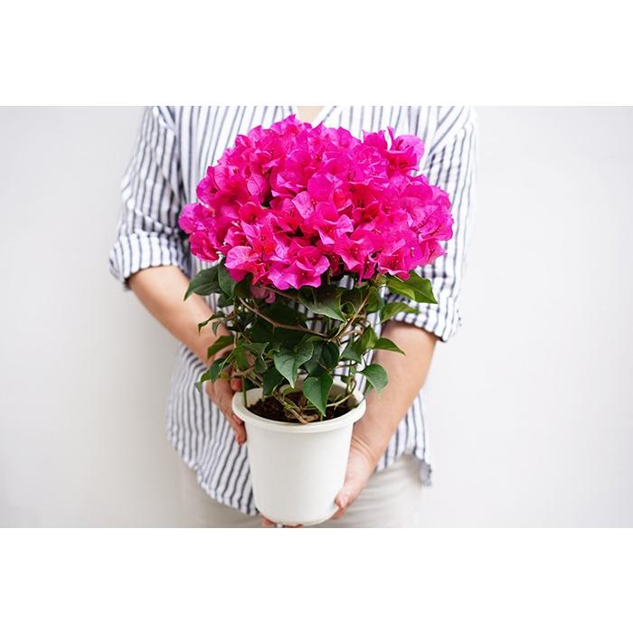 ブーゲンビレア 出群 ブーゲンビリア ミセスバット トロピカルプランツ 送料無料 5寸