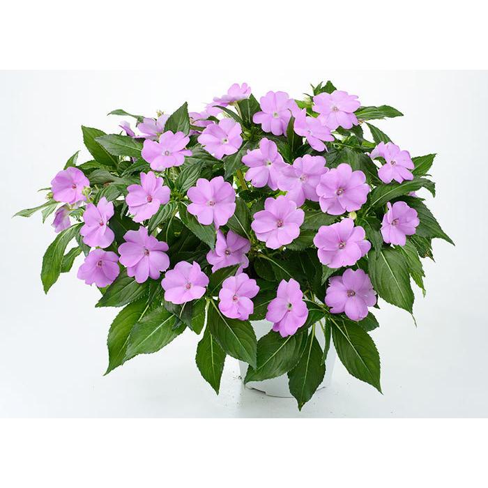 サマーインパチェンス ラベンダー 7号 玄関用の大鉢仕立て 夏 鉢植え 暑さに強い 花 日陰 室内もok 同梱 ラッピング不可 Ito In Laven ゲキハナ初心者さんのお花屋さん 通販 Yahoo ショッピング