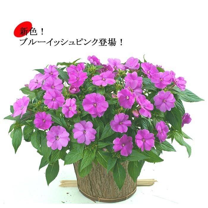 サマーインパチェンス 7号 全5色 送料無料 鉢花 夏の花 日陰 室内もok Ito In ゲキハナ初心者さんのお花屋さん 通販 Yahoo ショッピング