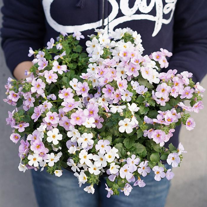 バコパ 3色寄せ 9寸 大鉢仕立て ハイパフォーマンス品種 カリプソ ジャンボ Koba Bako9 ゲキハナ初心者さんのお花屋さん 通販 Yahoo ショッピング