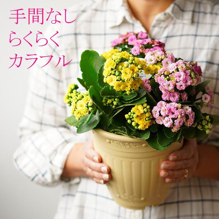 送料無料 八重咲きカランコエ 3色植え 6号大株 手間なし らくらく カラフル Koba Cal6 ゲキハナ初心者さんのお花屋さん 通販 Yahoo ショッピング