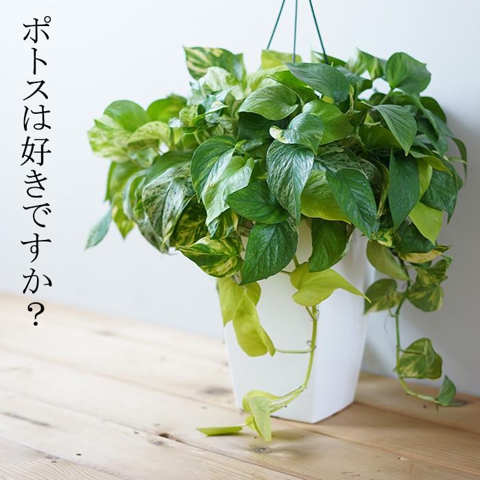 3色植えのポトス ポトス 7寸 観葉植物 室内用 吊り下げ ハンギング インテリア 送料無料 Konami Potos7 ゲキハナ初心者さんのお花屋さん 通販 Yahoo ショッピング