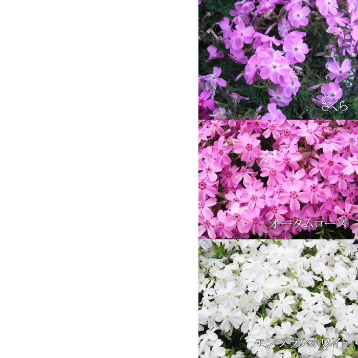 芝桜 シバザクラ 12苗セット 全7色 送料無料 人気 しばざくら 庭植え ガーデニング グラウンドカバー Konami Shiba ゲキハナ初心者さんのお花屋さん 通販 Yahoo ショッピング