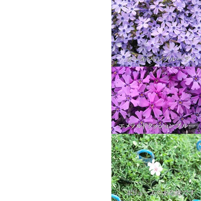 芝桜 シバザクラ 12苗セット 全7色 送料無料 人気 しばざくら 庭植え ガーデニング グラウンドカバー Konami Shiba ゲキハナ初心者さんのお花屋さん 通販 Yahoo ショッピング