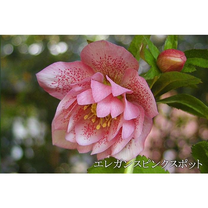 全7種 クリスマスローズ バイキング 2年生 5号大株 苗 開花 開花見込み株 Dd ダブル 八重 メリクロン苗 ミヨシ クリスマスローズ Kowa Chriro Dd ゲキハナ初心者さんのお花屋さん 通販 Yahoo ショッピング