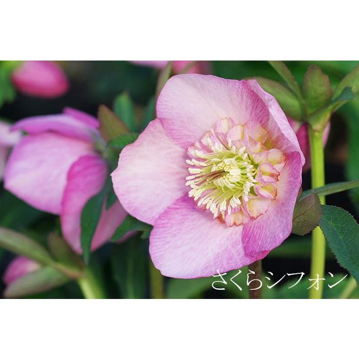 全4種 クリスマスローズ バイキング 2年生 5号大株 苗 開花 開花見込み株 Sd セミダブル アネモネ咲き メリクロン苗 ミヨシ Kowa Chriro Sd ゲキハナ初心者さんのお花屋さん 通販 Yahoo ショッピング