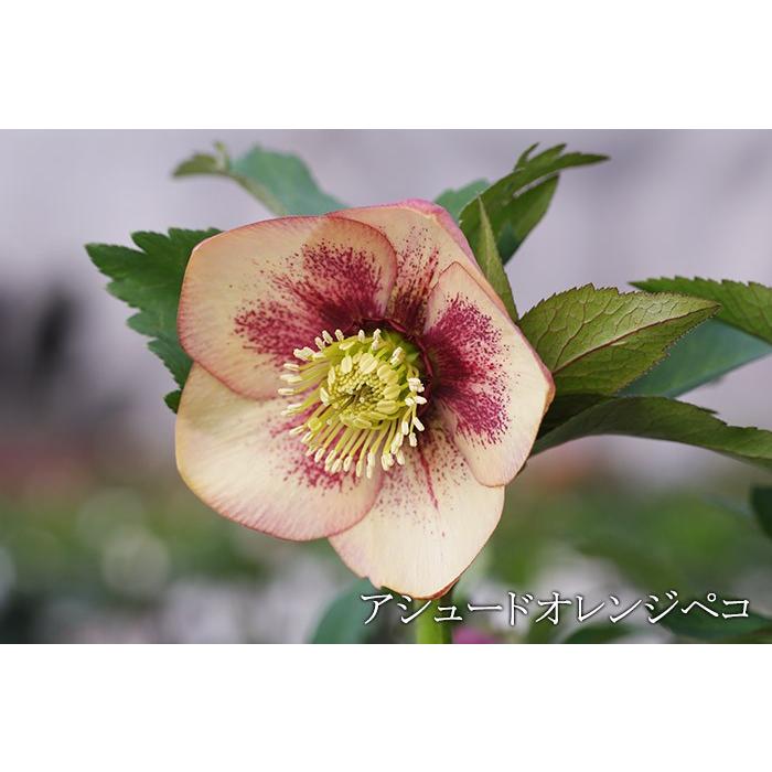 全8種 クリスマスローズ バイキング 2年生 5号大株 苗 開花 開花見込み株 Ss シングル 一重咲き メリクロン苗 ミヨシ Kowa Chriro Ss ゲキハナ初心者さんのお花屋さん 通販 Yahoo ショッピング