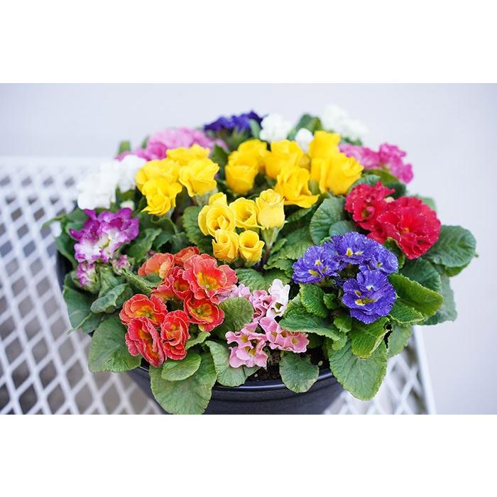 送料無料 宝石みたいな鉢植え プリムラ ジュリアン 9号 直径27センチの鉢 プリムラ 鉢花 寄せ植え 販売 Maru Juri9 ゲキハナ初心者さんのお花屋さん 通販 Yahoo ショッピング