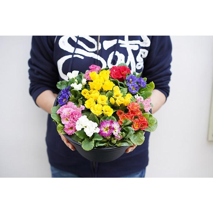 送料無料 宝石みたいな鉢植え プリムラ ジュリアン 9号 直径27センチの鉢 プリムラ 鉢花 寄せ植え 販売 Maru Juri9 ゲキハナ初心者さんのお花屋さん 通販 Yahoo ショッピング