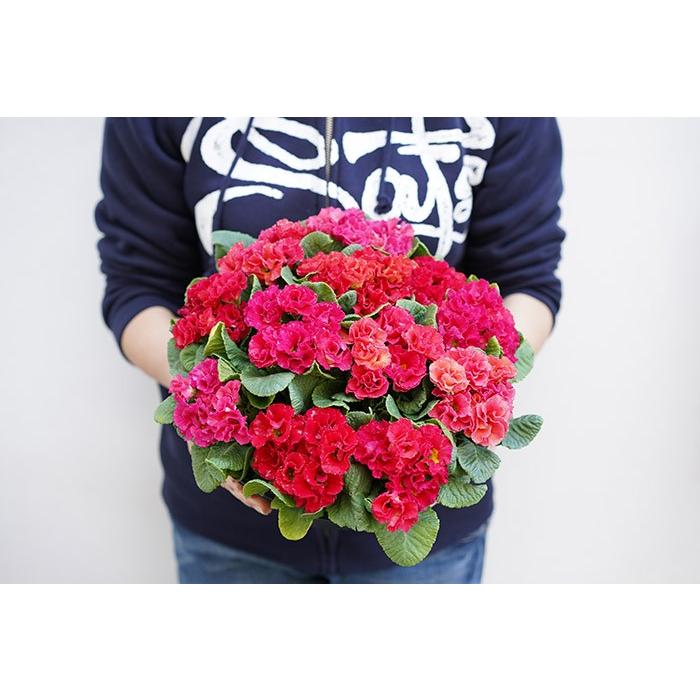送料無料 宝石みたいな鉢植え プリムラ ジュリアン 9号 直径27センチの鉢 プリムラ 鉢花 寄せ植え 販売 Maru Juri9 ゲキハナ初心者さんのお花屋さん 通販 Yahoo ショッピング