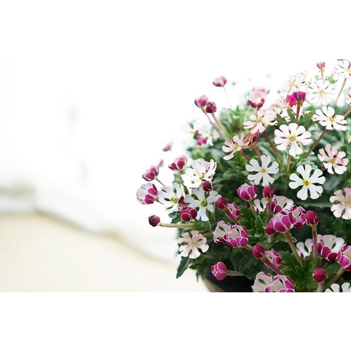 鉢花 鉢植え 花 ムーンライトフレグランス 9号大鉢 直径27センチの鉢 送料無料 香る Maru Moon9 ゲキハナ初心者さんのお花屋さん 通販 Yahoo ショッピング