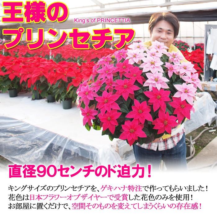 12 13が最終出荷 送料無料 クリスマス ポインセチア 鉢 王様のプリンセチア ピンクの3色植え 10号特大株 直径約90cm 高さ60cm Maru Prin3 ゲキハナ初心者さんのお花屋さん 通販 Yahoo ショッピング