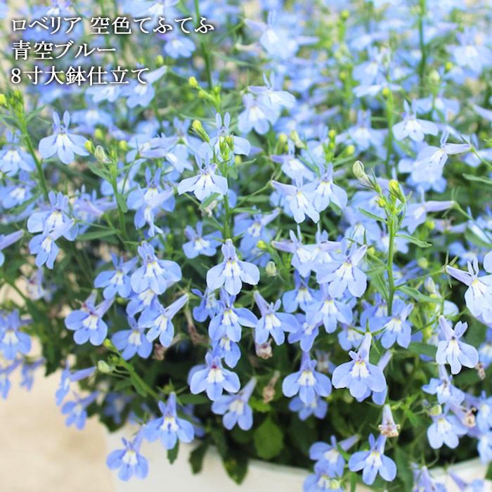 送料無料 初心者さんok ロベリア空色てふてふ 青空ブルー 8寸 24センチ 大鉢植え Matsubara Aozora8 ゲキハナ初心者さんのお花屋さん 通販 Yahoo ショッピング