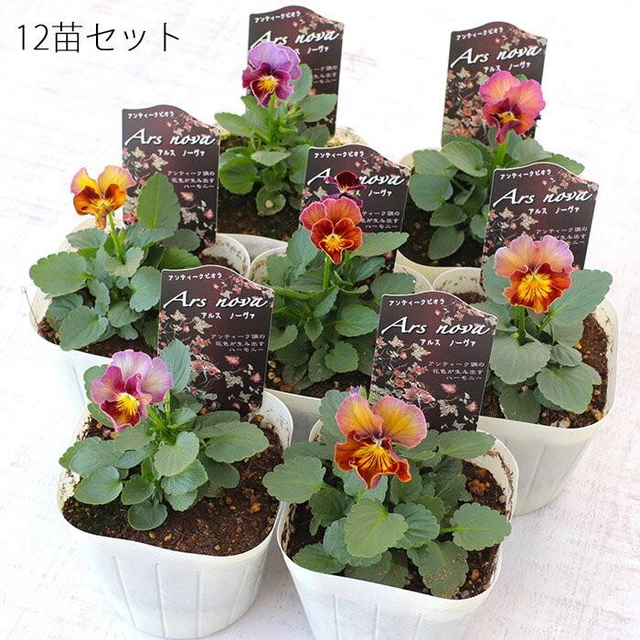 送料無料 フリル咲きビオラ アルスノーヴァ 3 5寸 12苗セット 松原園芸育種交配 ビオラ 苗 販売 通販 Matsubara Ars12 ゲキハナ 初心者さんのお花屋さん 通販 Yahoo ショッピング