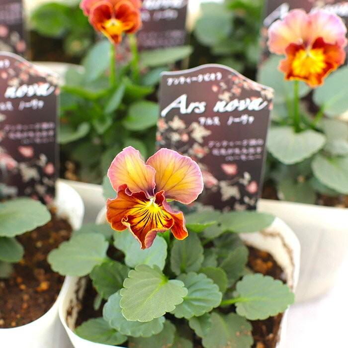 送料無料 フリル咲きビオラ アルスノーヴァ 3 5寸 12苗セット 松原園芸育種交配 ビオラ 苗 販売 通販 Matsubara Ars12 ゲキハナ初心者さんのお花屋さん 通販 Yahoo ショッピング
