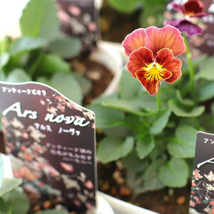 送料無料 フリル咲きビオラ アルスノーヴァ 3 5寸 12苗セット 松原園芸育種交配 ビオラ 苗 販売 通販 Matsubara Ars12 ゲキハナ初心者さんのお花屋さん 通販 Yahoo ショッピング