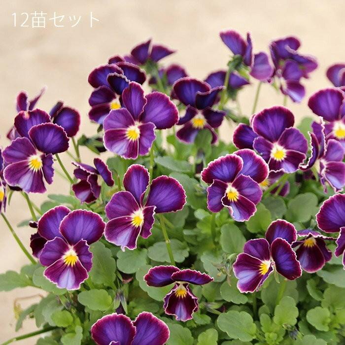送料無料 フリル咲きビオラ ファルファリア No22 3 5寸 12苗セット 松原園芸育種交配 ビオラ 苗 販売 通販 Matsubara Far2212 ゲキハナ初心者さんのお花屋さん 通販 Yahoo ショッピング