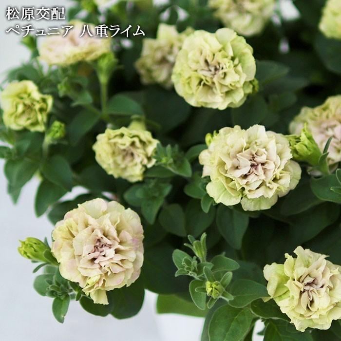 送料無料 花苗 セット ペチュニア 八重ライム 3 5寸ポット 12苗セット 松原園芸育種交配 Matsubara Lime12 ゲキハナ初心者さんのお花屋さん 通販 Yahoo ショッピング