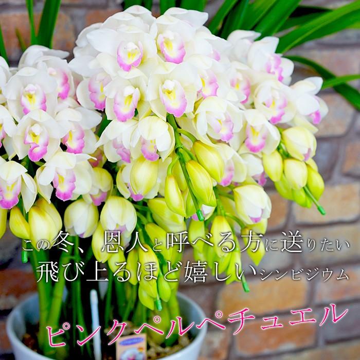 シンビジウム ピンクペルペチュエル5本立 （3本立も選べます） 産地直送だから艶が違う　この冬、恩人と呼べる方に送りたい 飛び上るほど嬉しいシンビジウム