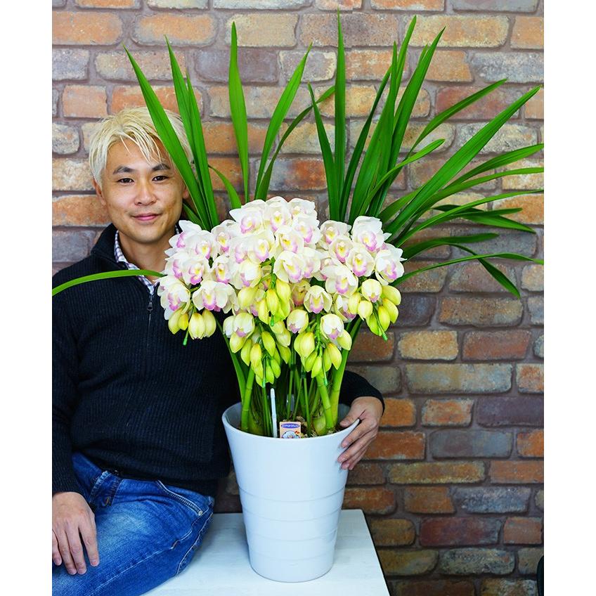 シンビジウム ピンクペルペチュエル5本立 （3本立も選べます） 産地直送だから艶が違う　この冬、恩人と呼べる方に送りたい 飛び上るほど嬉しいシンビジウム 