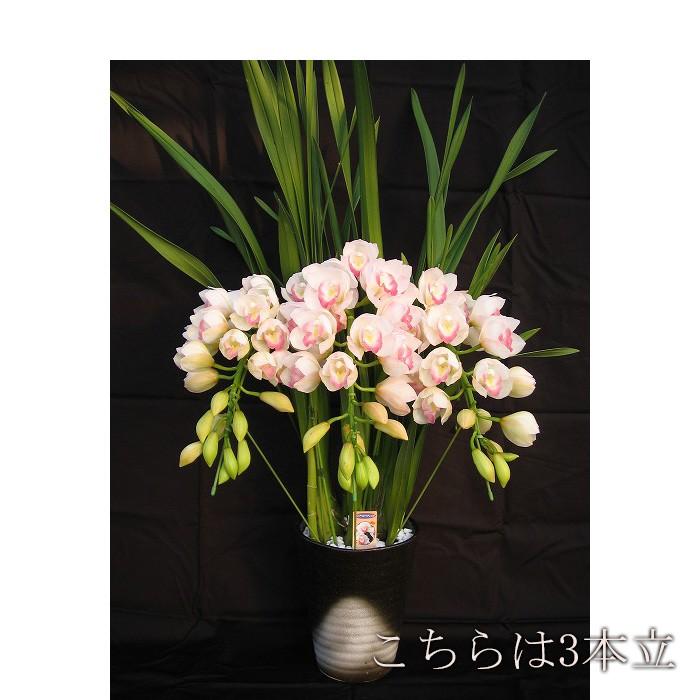 シンビジウム ピンクペルペチュエル5本立 （3本立も選べます） 産地直送だから艶が違う　この冬、恩人と呼べる方に送りたい 飛び上るほど嬉しいシンビジウム 