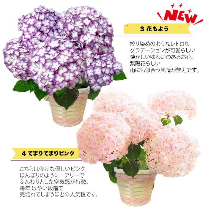 母の日 大きな 感動の紫陽花 アジサイ 5号 ギフト 21 プレゼント 花 鉢植え てまりてまり 恋物語 ユーミーパーフェクション Mother Bs ゲキハナ初心者さんのお花屋さん 通販 Yahoo ショッピング