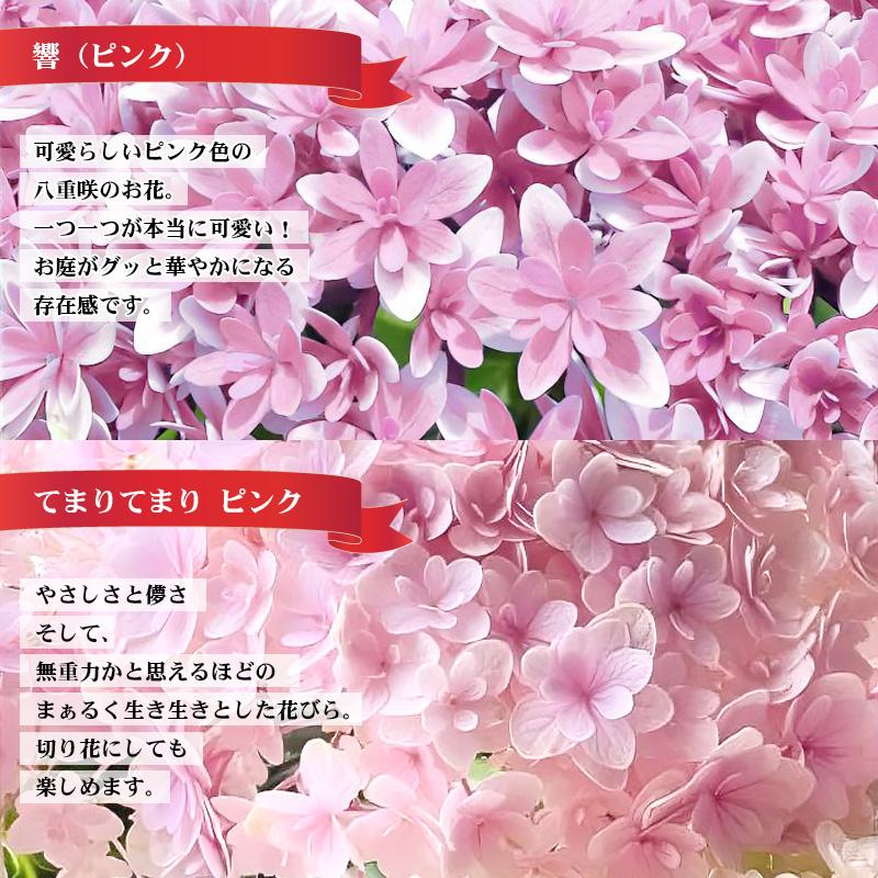 【5月11日出荷（一部地域は遅れてごめんね配送！）】母の日 2024 プレゼント 花鉢 花 鉢植え 70代 60代 50代 プレゼント おすすめ 「大きな」感動の紫陽花｜gekihana｜23