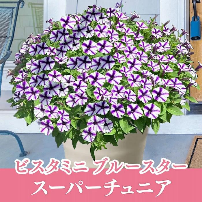 遅れてごめんね　母の日 鉢植え　お花お任せ！でも、かなり豪華！｜gekihana｜15