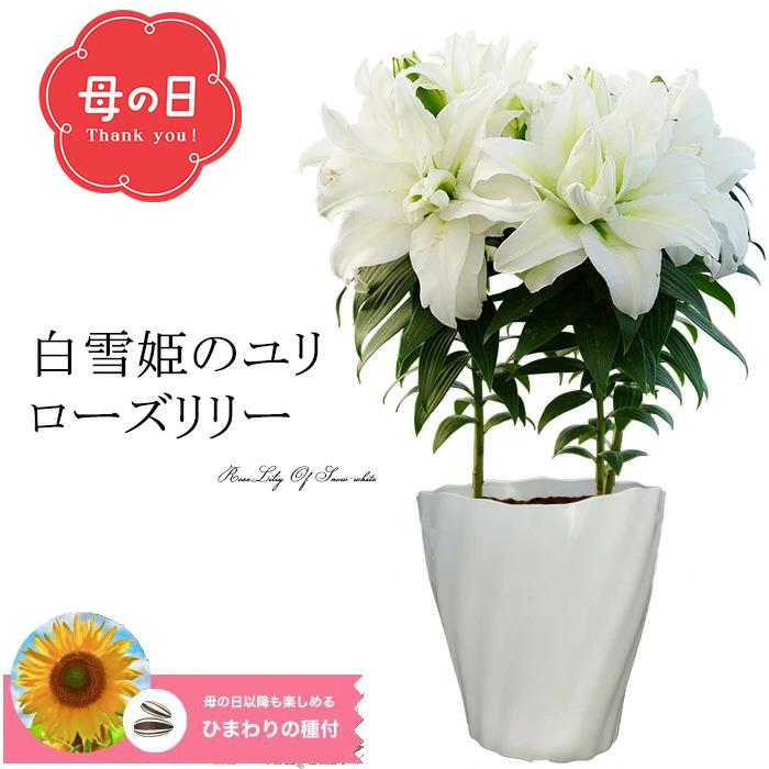 22年度完売 母の日ギフト プレゼント 花 鉢植え 珍しい 白雪姫のユリ ローズリリー 香る純白の大きな ゆりの花 沖縄 一部離島配送不可 Mother Edo Wrl ゲキハナ初心者さんのお花屋さん 通販 Yahoo ショッピング