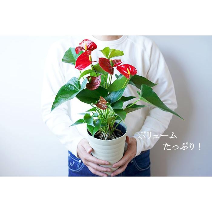 母の日 22 プレゼント 花 アンスリウム レッド 50代 60代 70代 おしゃれ 通販 アンスリューム 沖縄 一部離島配送不可 Mother Koto Ans5 ゲキハナ初心者さんのお花屋さん 通販 Yahoo ショッピング