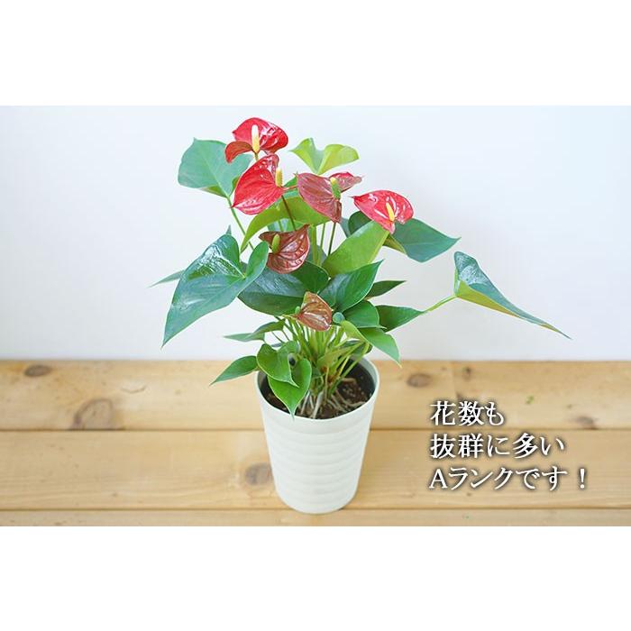 母の日 22 プレゼント 花 アンスリウム レッド 50代 60代 70代 おしゃれ 通販 アンスリューム 沖縄 一部離島配送不可 Mother Koto Ans5 ゲキハナ初心者さんのお花屋さん 通販 Yahoo ショッピング